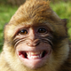 Image for article titled Monkeys of various ranks like to have sex with each other — but only when no one’s looking